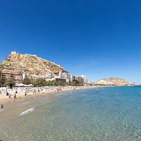 Paloma-habitacion Del Piso Alicante
